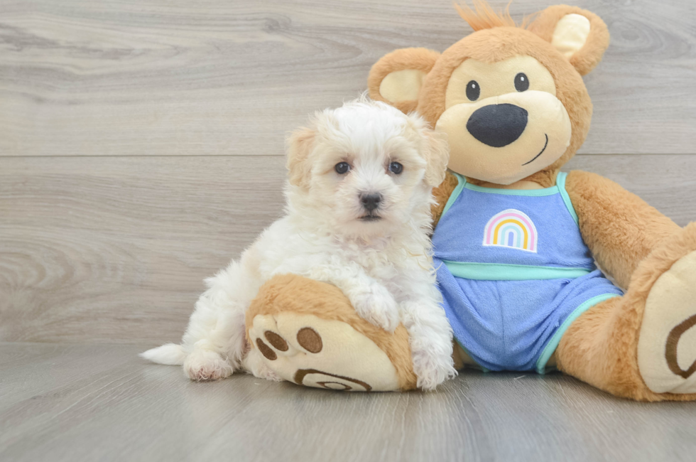 7 week old Maltipoo Puppy For Sale - Fairfield Furbabies
