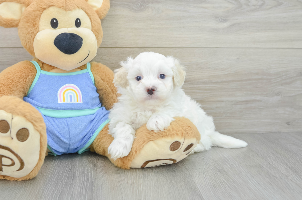 7 week old Maltipoo Puppy For Sale - Fairfield Furbabies