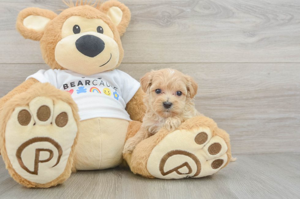 6 week old Maltipoo Puppy For Sale - Fairfield Furbabies