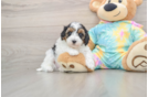 Sweet Maltipoo Baby