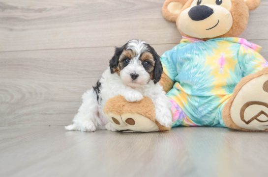 Sweet Maltipoo Baby