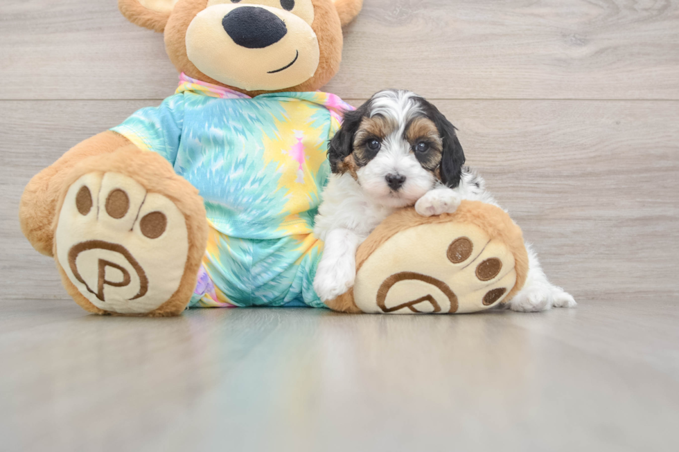 Best Maltipoo Baby