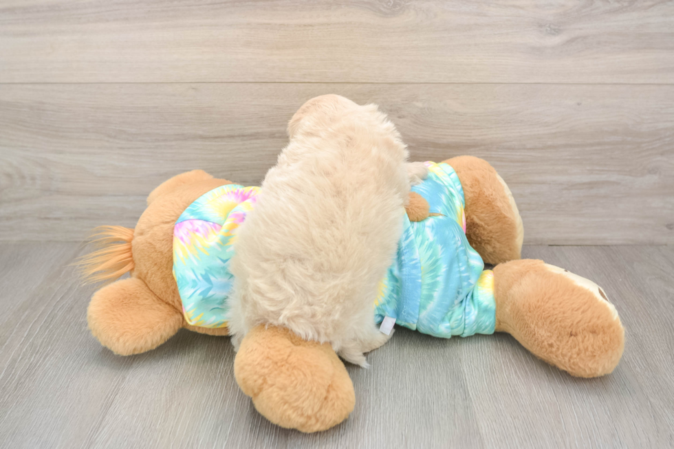 Maltipoo Puppy for Adoption