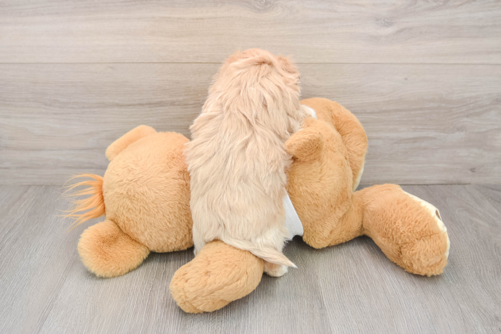 Maltipoo Pup Being Cute