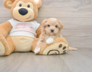 8 week old Maltipoo Puppy For Sale - Fairfield Furbabies
