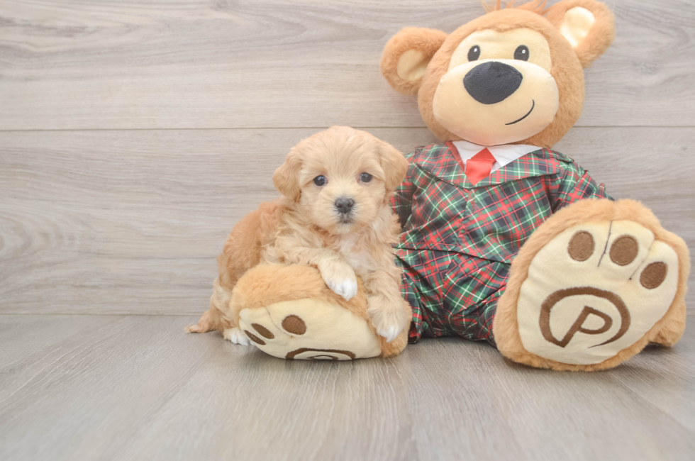 6 week old Maltipoo Puppy For Sale - Fairfield Furbabies