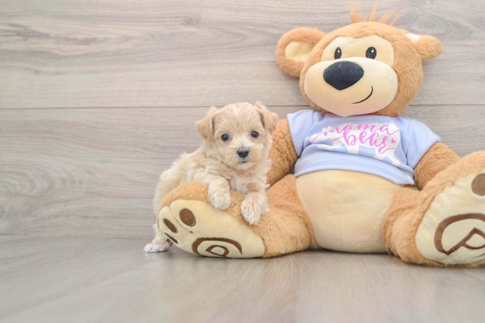 Playful Maltese Poodle Poodle Mix Puppy