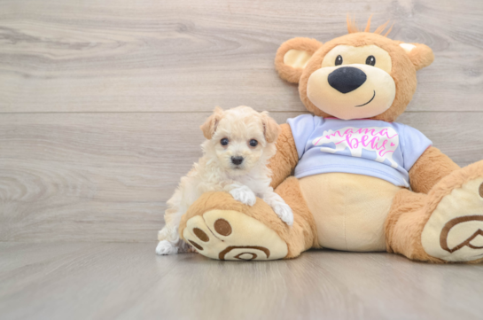 Happy Maltipoo Baby