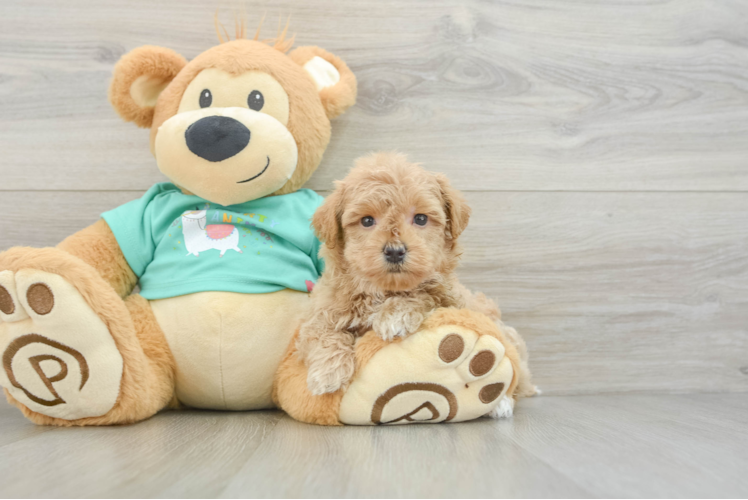 Little Maltidoodle Poodle Mix Puppy