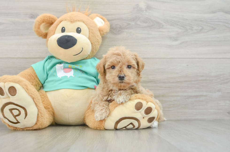 8 week old Maltipoo Puppy For Sale - Fairfield Furbabies