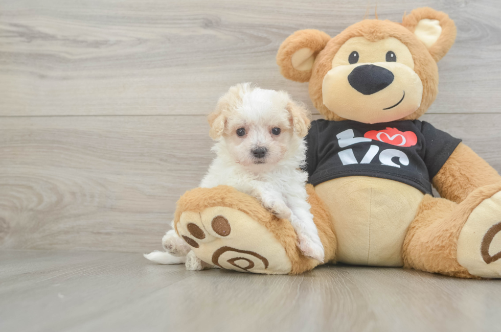 8 week old Maltipoo Puppy For Sale - Fairfield Furbabies