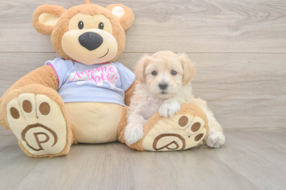 Maltipoo Puppy for Adoption