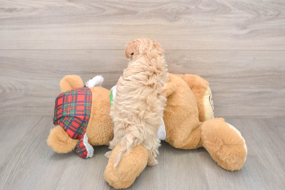 Popular Maltipoo Poodle Mix Pup