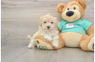 Maltipoo Puppy for Adoption