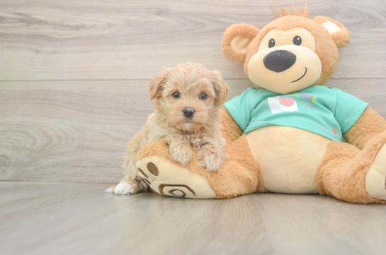 7 week old Maltipoo Puppy For Sale - Fairfield Furbabies Maltipoo Pup Being Cute