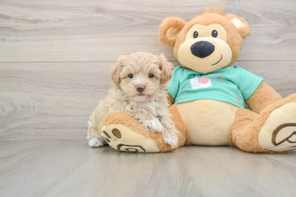 Adorable Moodle Poodle Mix Puppy