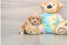 Fluffy Maltipoo Poodle Mix Pup