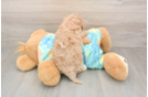Popular Maltipoo Poodle Mix Pup