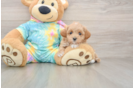 Maltipoo Pup Being Cute