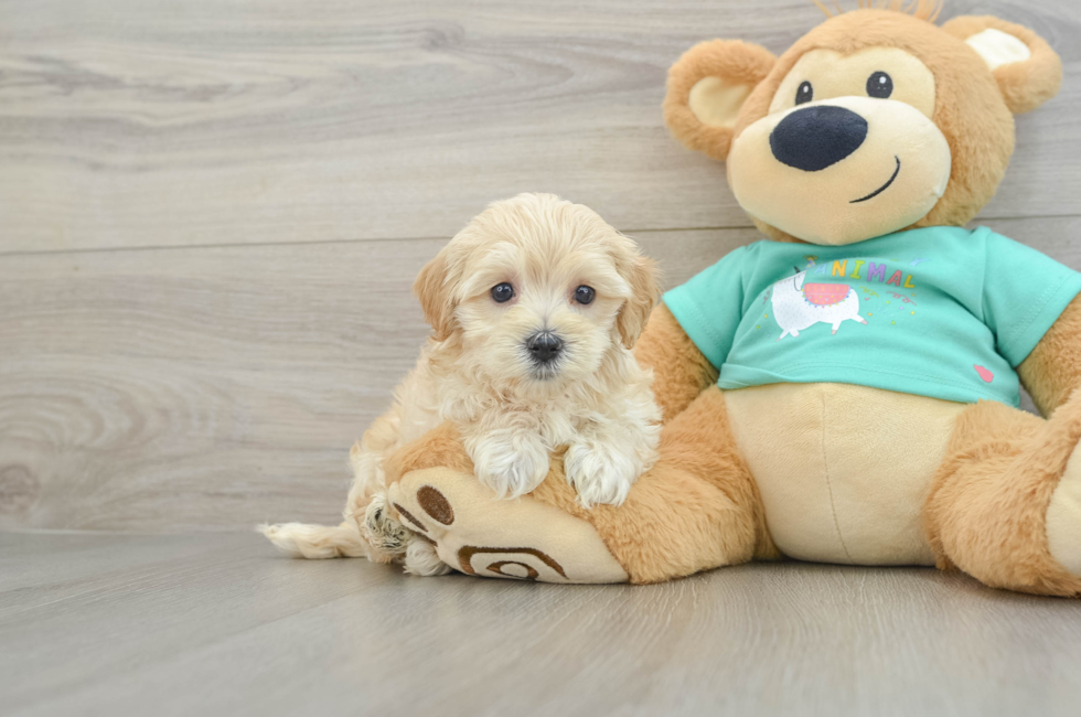 6 week old Maltipoo Puppy For Sale - Fairfield Furbabies