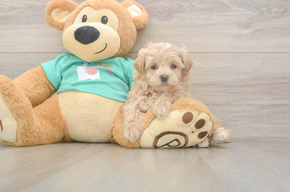 7 week old Maltipoo Puppy For Sale - Fairfield Furbabies