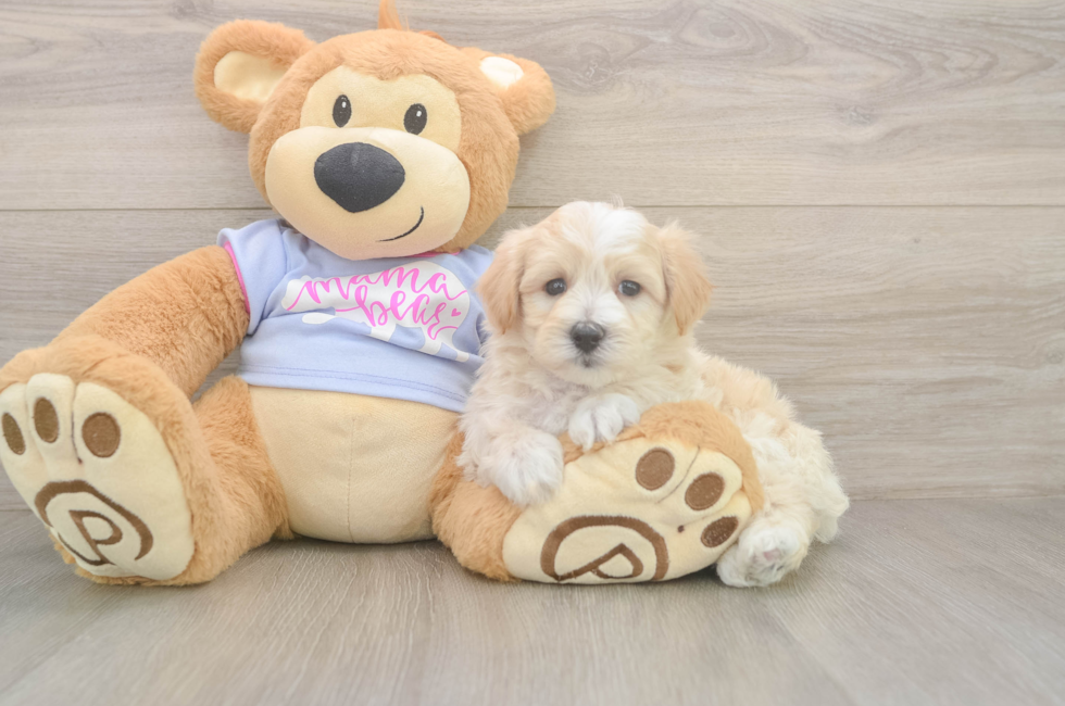 7 week old Maltipoo Puppy For Sale - Fairfield Furbabies