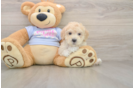 Best Maltipoo Baby