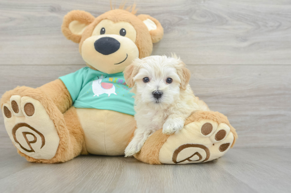 6 week old Maltipoo Puppy For Sale - Fairfield Furbabies
