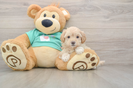 Maltipoo Puppy for Adoption