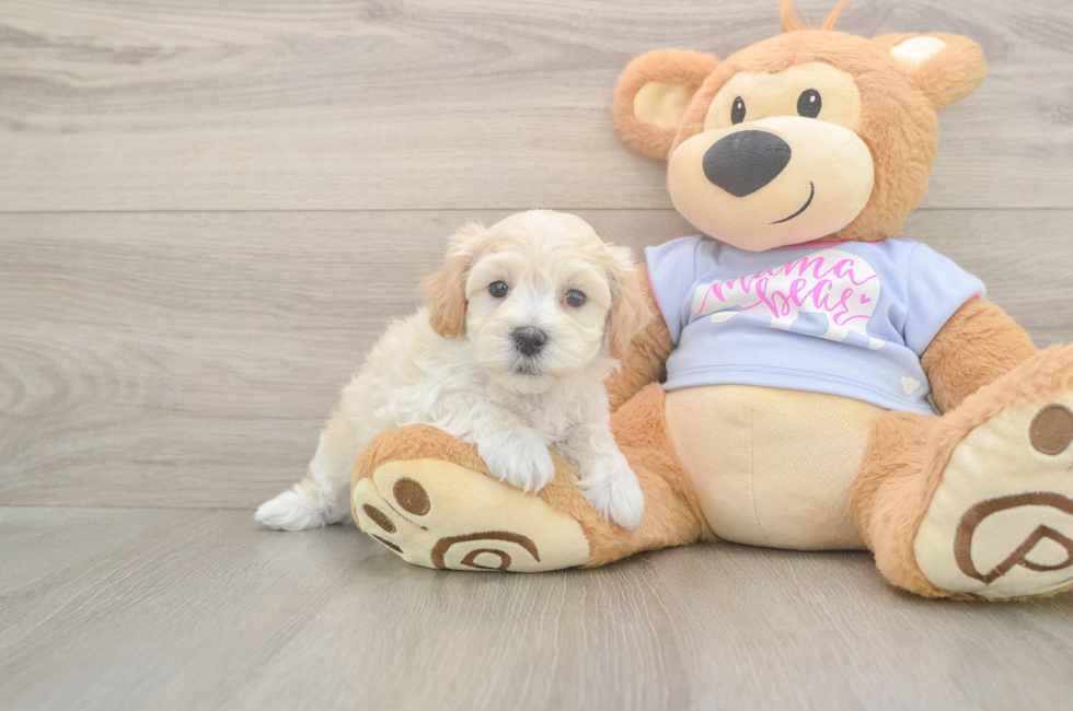 7 week old Maltipoo Puppy For Sale - Fairfield Furbabies