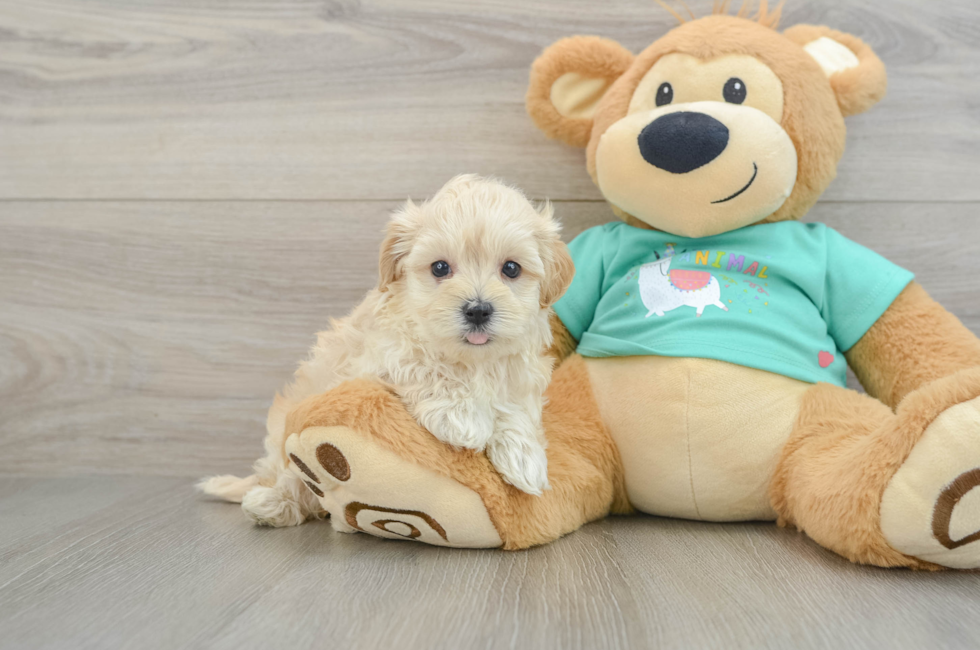 6 week old Maltipoo Puppy For Sale - Fairfield Furbabies