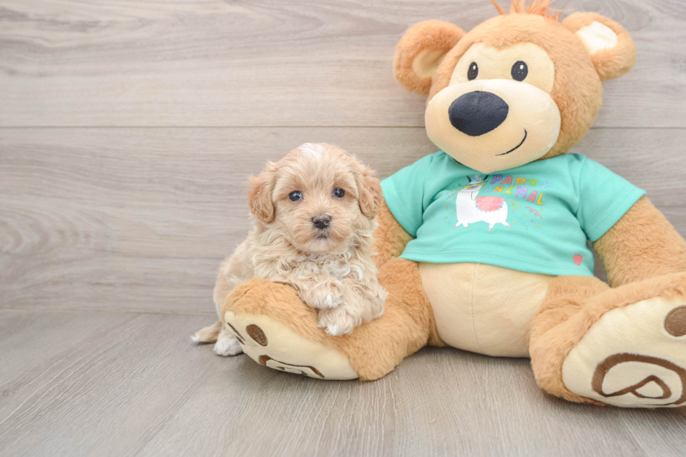 Little Moodle Poodle Mix Puppy
