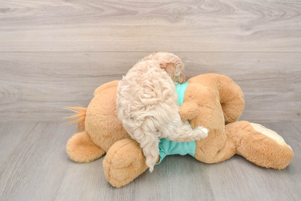 Hypoallergenic Maltepoo Poodle Mix Puppy