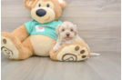 Small Maltipoo Baby