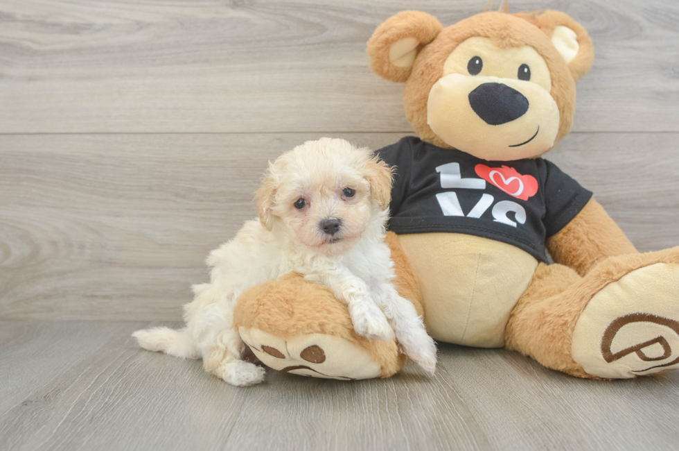 8 week old Maltipoo Puppy For Sale - Fairfield Furbabies