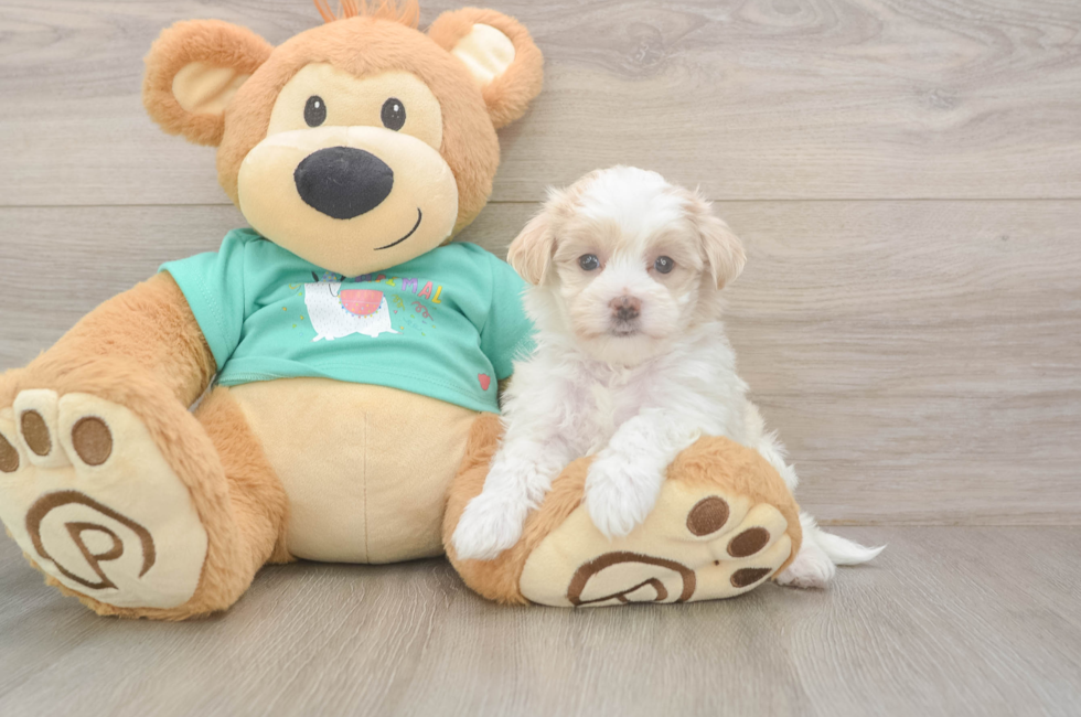 7 week old Maltipoo Puppy For Sale - Fairfield Furbabies
