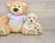 9 week old Maltipoo Puppy For Sale - Fairfield Furbabies