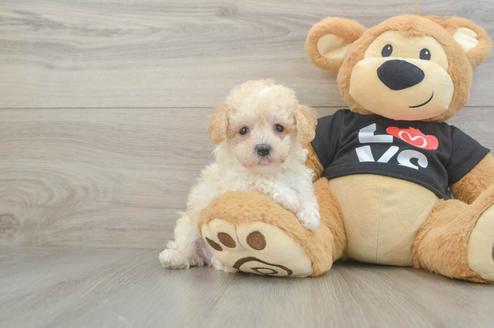 8 week old Maltipoo Puppy For Sale - Fairfield Furbabies
