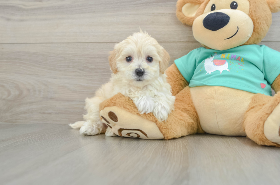 6 week old Maltipoo Puppy For Sale - Fairfield Furbabies