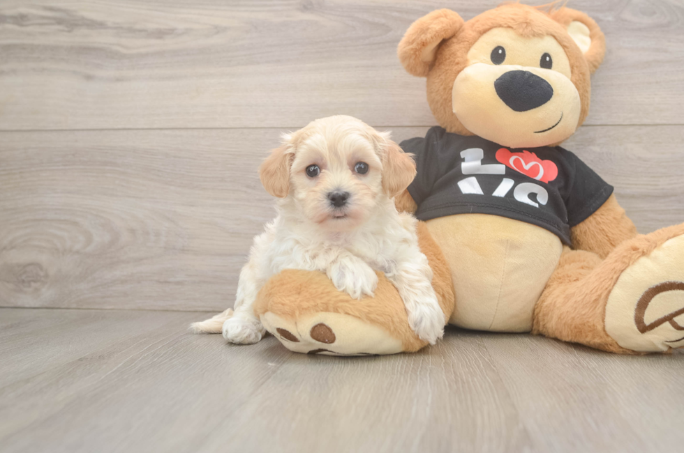 7 week old Maltipoo Puppy For Sale - Fairfield Furbabies