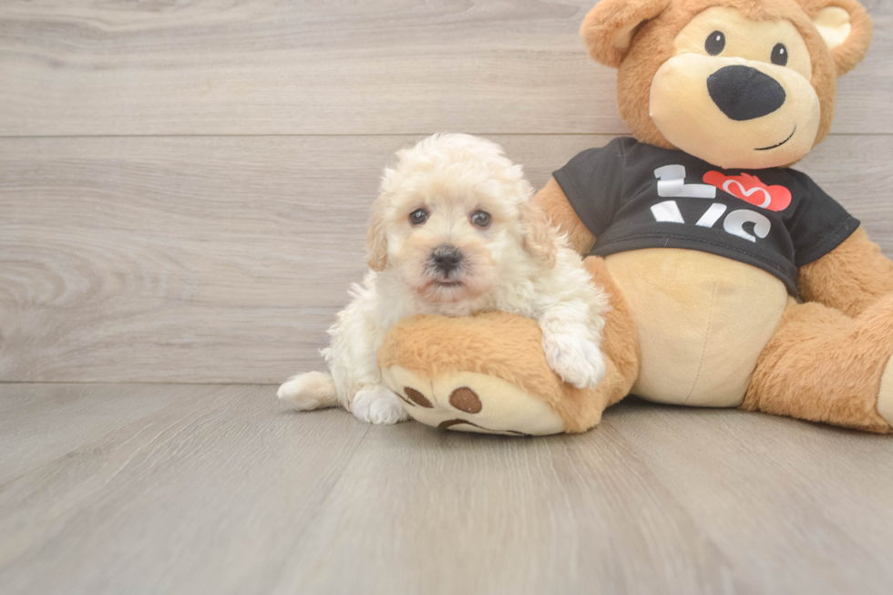 Playful Multipoo Poodle Mix Puppy