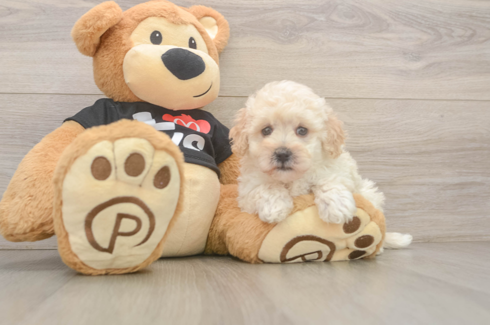7 week old Maltipoo Puppy For Sale - Fairfield Furbabies