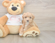 7 week old Maltipoo Puppy For Sale - Fairfield Furbabies