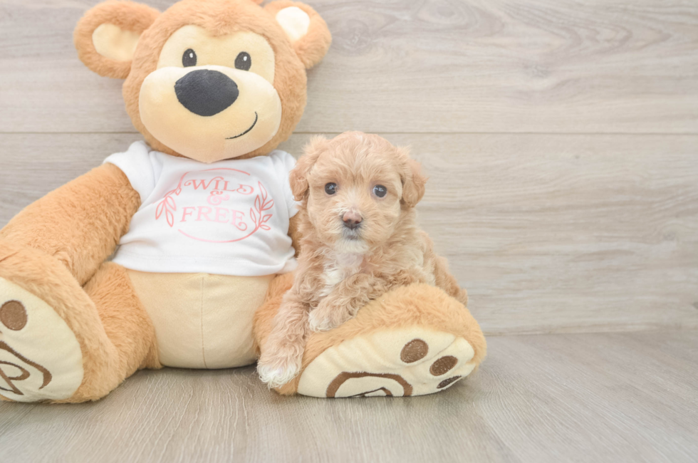 7 week old Maltipoo Puppy For Sale - Fairfield Furbabies