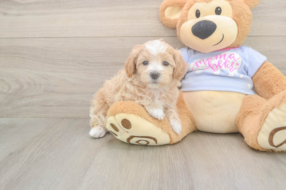 7 week old Maltipoo Puppy For Sale - Fairfield Furbabies