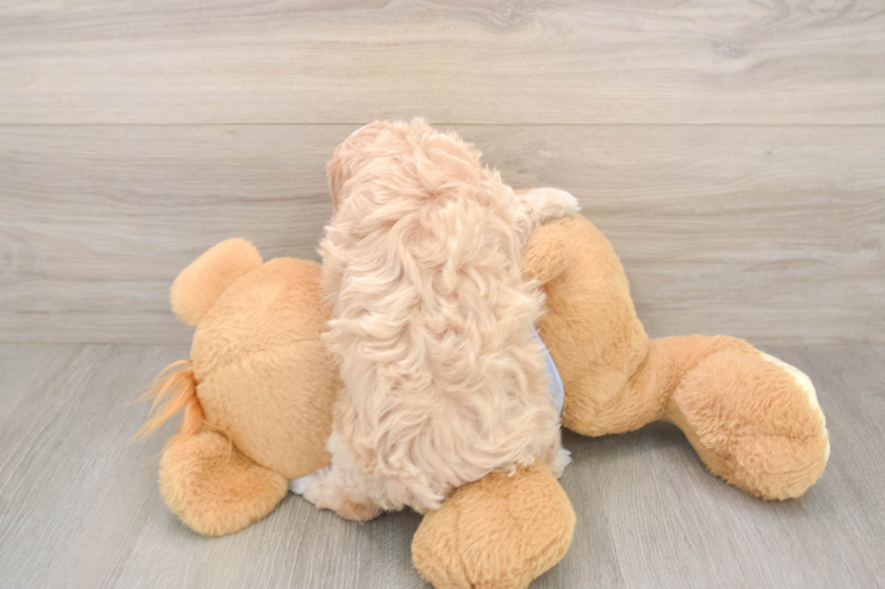 Maltipoo Puppy for Adoption