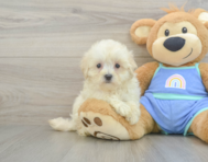 8 week old Maltipoo Puppy For Sale - Fairfield Furbabies