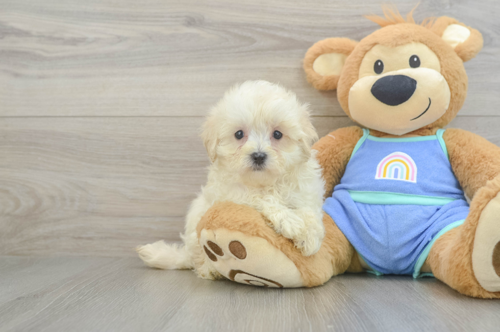 8 week old Maltipoo Puppy For Sale - Fairfield Furbabies