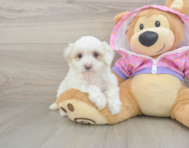 8 week old Maltipoo Puppy For Sale - Fairfield Furbabies
