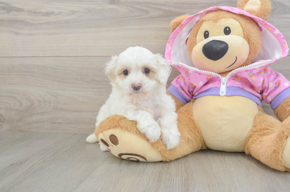 8 week old Maltipoo Puppy For Sale - Fairfield Furbabies